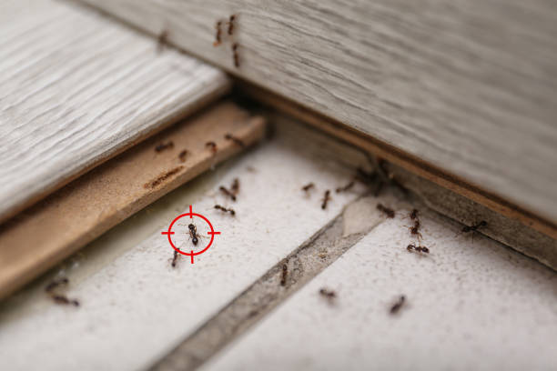 Spider Control Near Me in Red Hill, SC