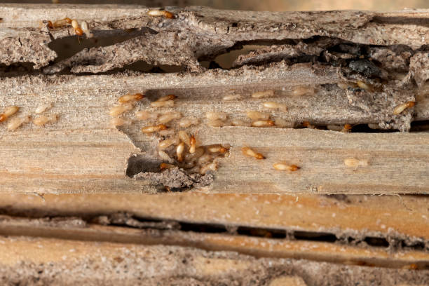 Wasp Removal Services in Red Hill, SC